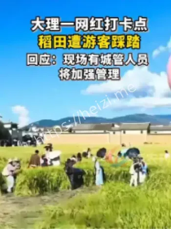 大理网红稻田踩踏事件